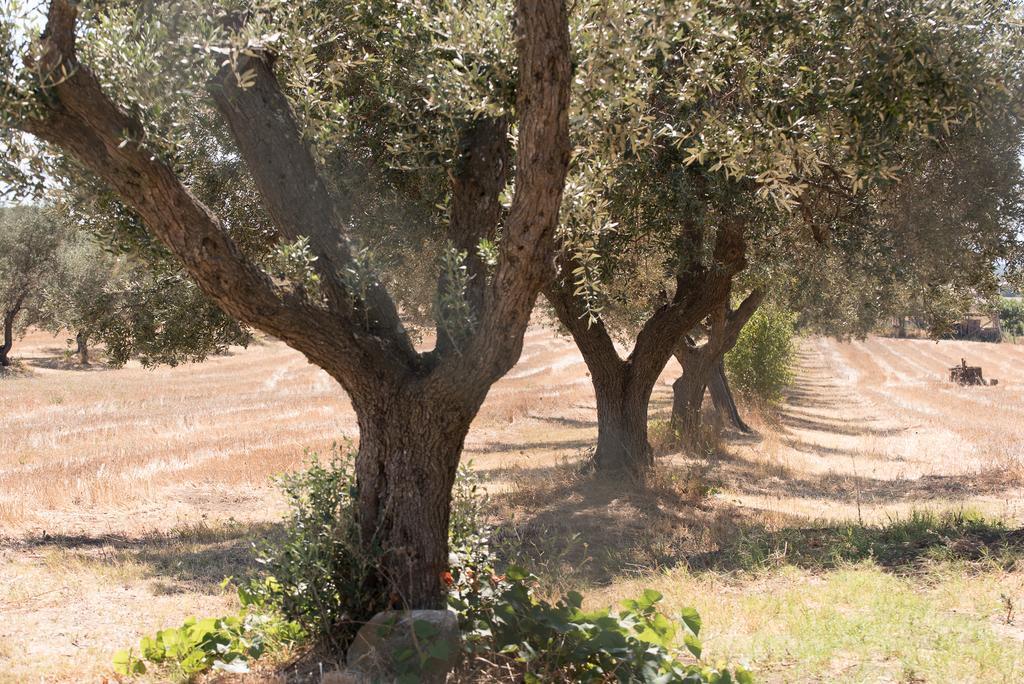 Agriturismo Casale San Benedetto Ceri Zewnętrze zdjęcie