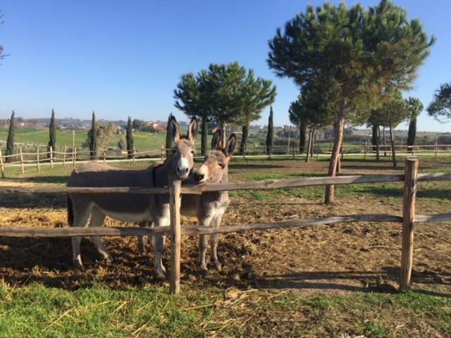 Agriturismo Casale San Benedetto Ceri Zewnętrze zdjęcie
